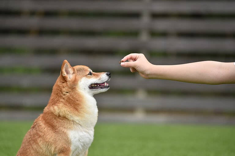 おすわりしておやつを待つ犬